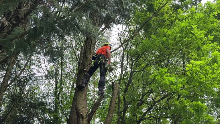 Best Hedge Trimming  in Glenmoor, OH