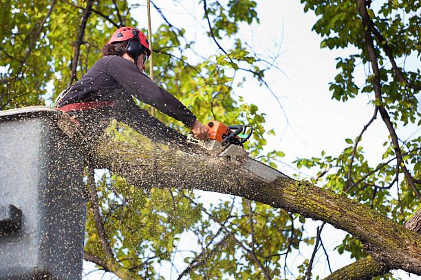 Glenmoor, OH Tree Removal Company